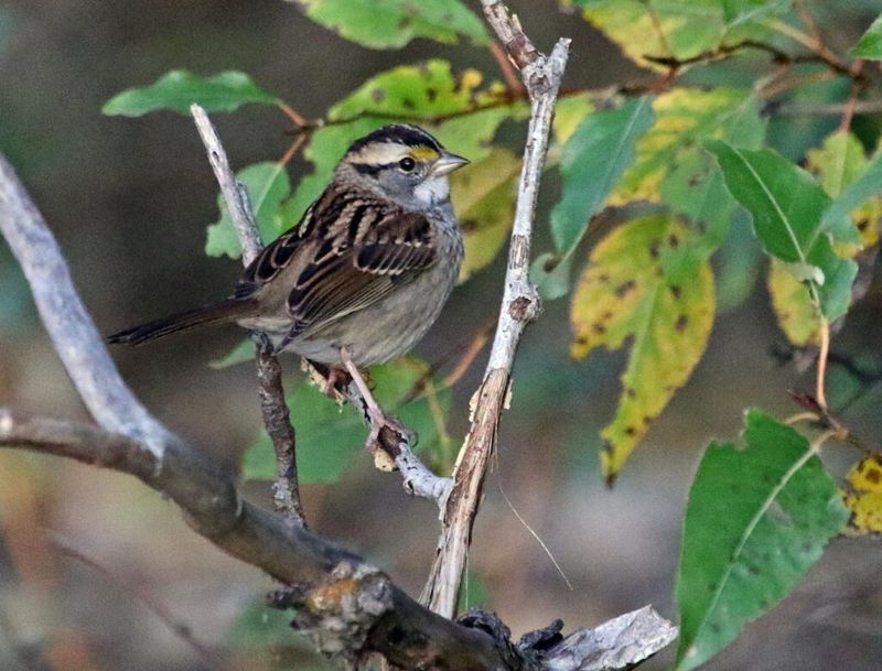 Backyard Feeders Offer An Easy Stopover
