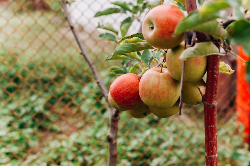 Backyard Fruit Trees Ring The Dinner Bell