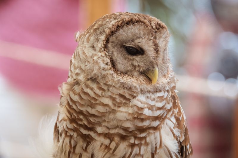 Backyard Habitat That Gives These Owls An Advantage Backyard Habitat That Gives These Owls An Advantage