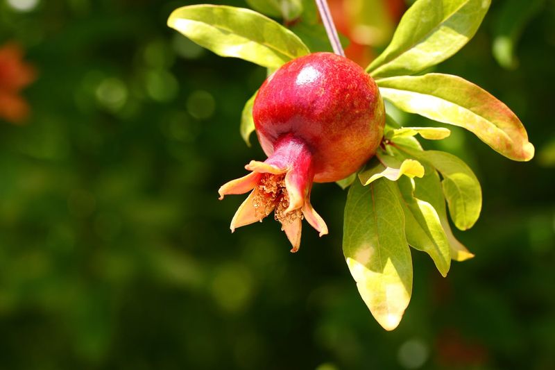 Backyard Plantings Declined For Decades Backyard Plantings Declined For Decades