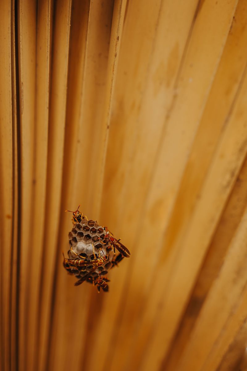 Backyard Predators Worth A Second Look