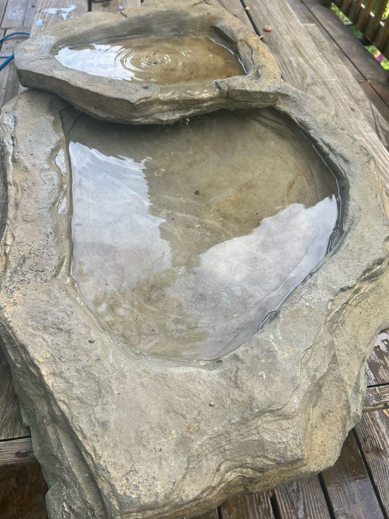 Backyard Water Sources Are Drawing Them In