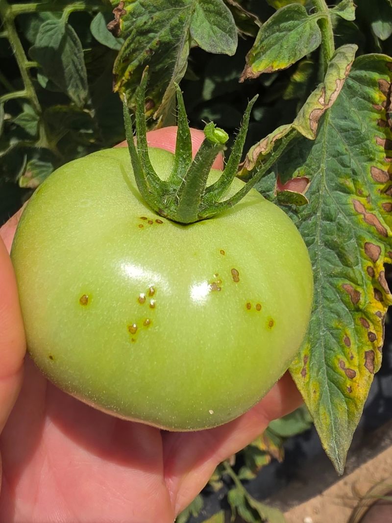 Bacterial Speck, The Cool Season Troublemaker In Midwest Gardens Bacterial Speck, The Cool Season Troublemaker In Midwest Gardens
