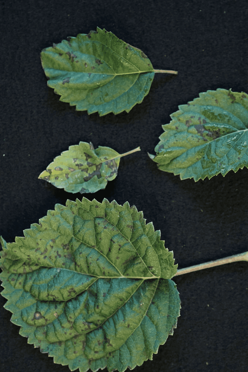 Bacterial Spot Thrives In Cool Wet Spring Bacterial Spot Thrives In Cool Wet Spring