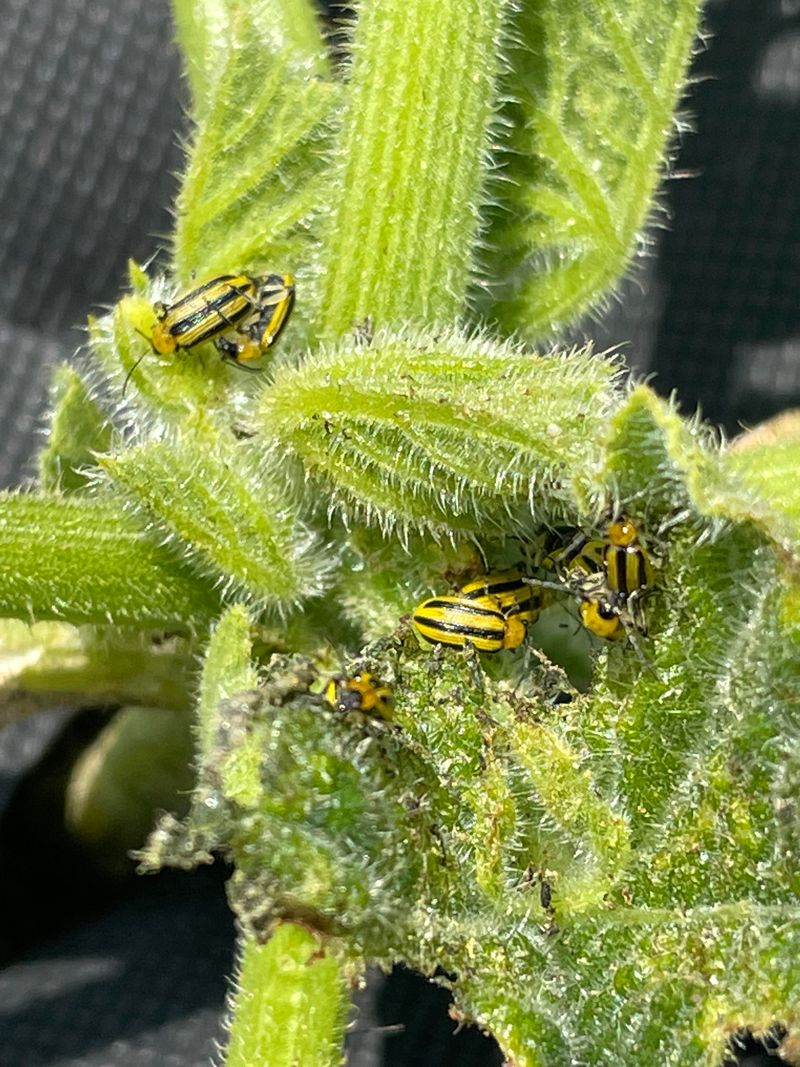 Bacterial Wilt Spreads Through Cucumber Beetles Bacterial Wilt Spreads Through Cucumber Beetles