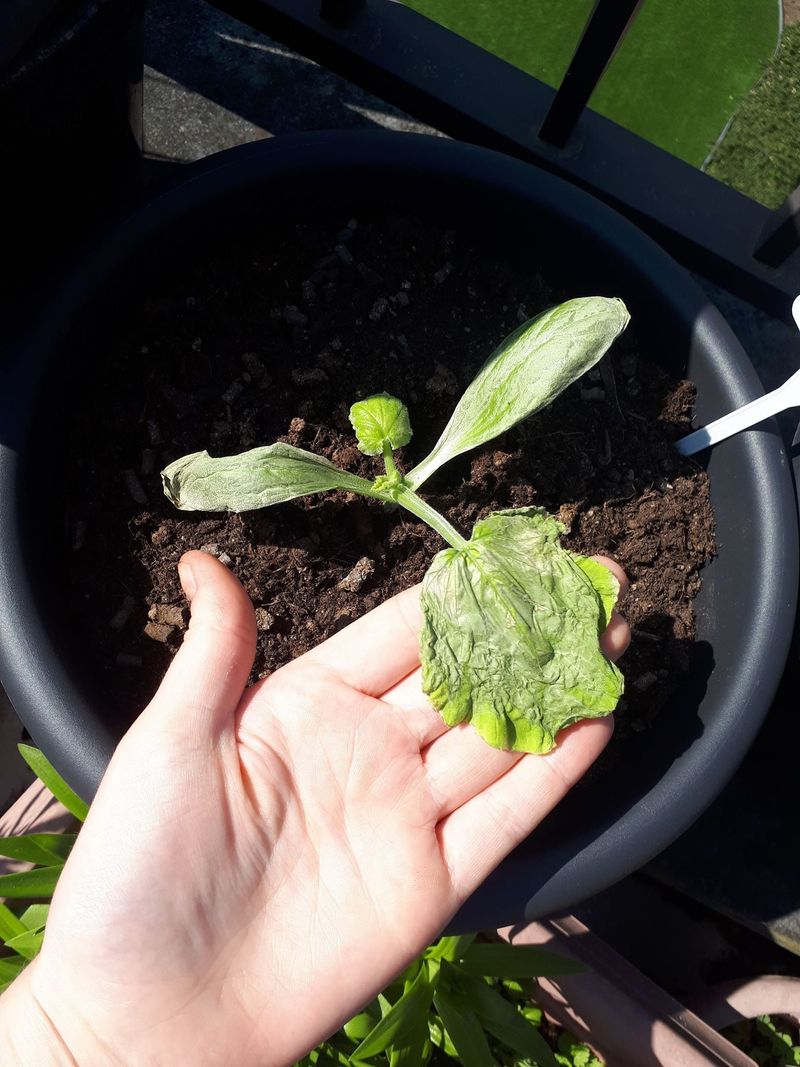 Bacterial Wilt Spreads Through Cucumber Beetles Bacterial Wilt Spreads Through Cucumber Beetles