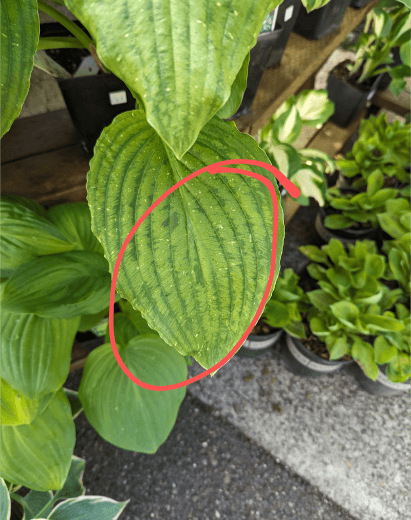 Bag Any Leaves With Odd Streaks Or Mottling