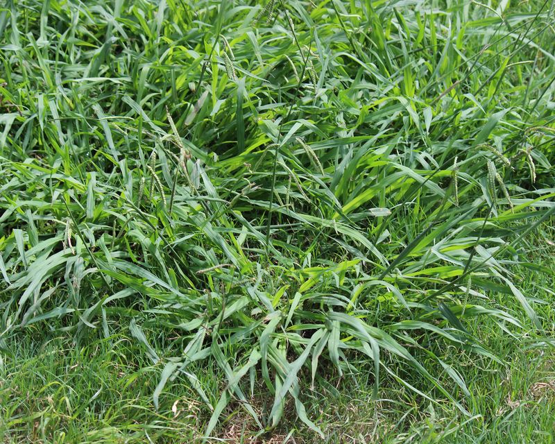 Bag Heavy Crabgrass Clippings Bag Heavy Crabgrass Clippings
