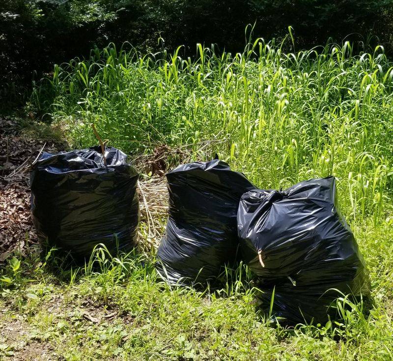 Bag Seed-Heavy Vines Before Hauling Them Away Bag Seed-Heavy Vines Before Hauling Them Away