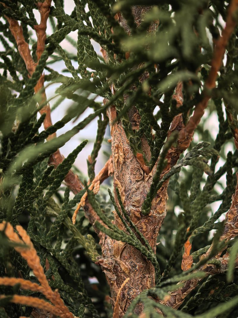 Bagworms Build Homes In The Branches