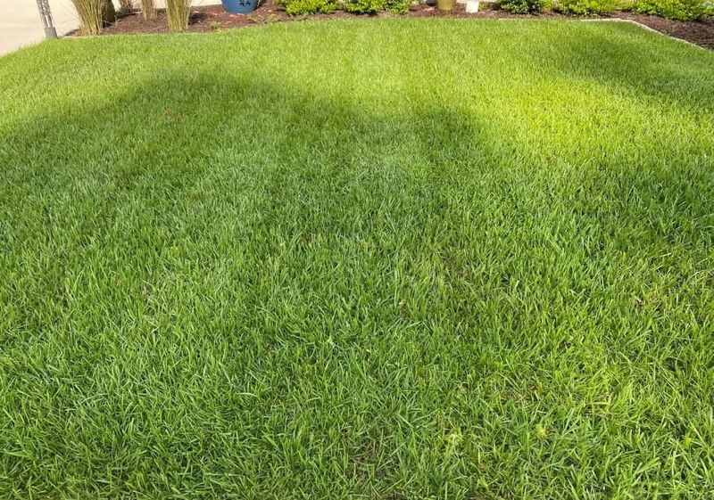 Bahiagrass Benefits From A Lighter Touch