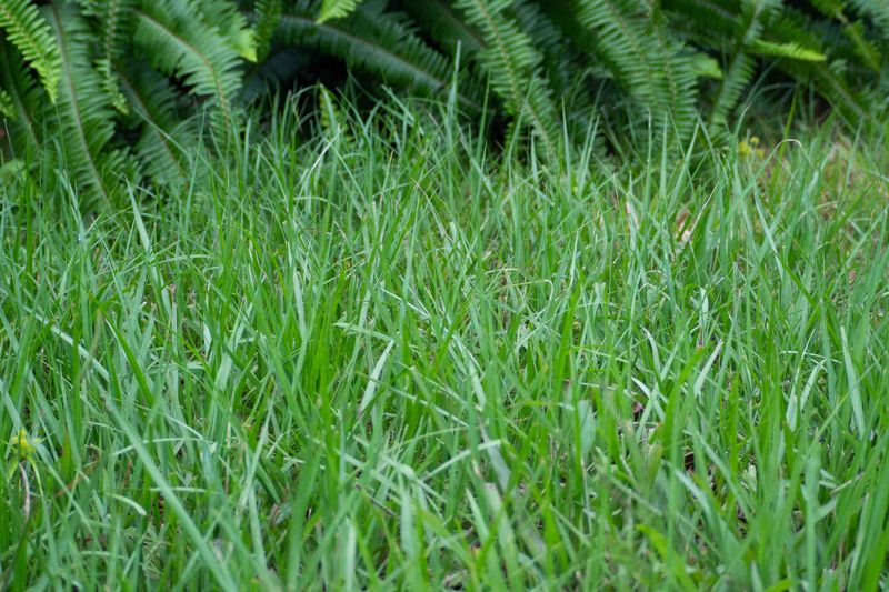 Bahiagrass Usually Needs Less Nitrogen Than You Think Bahiagrass Usually Needs Less Nitrogen Than You Think