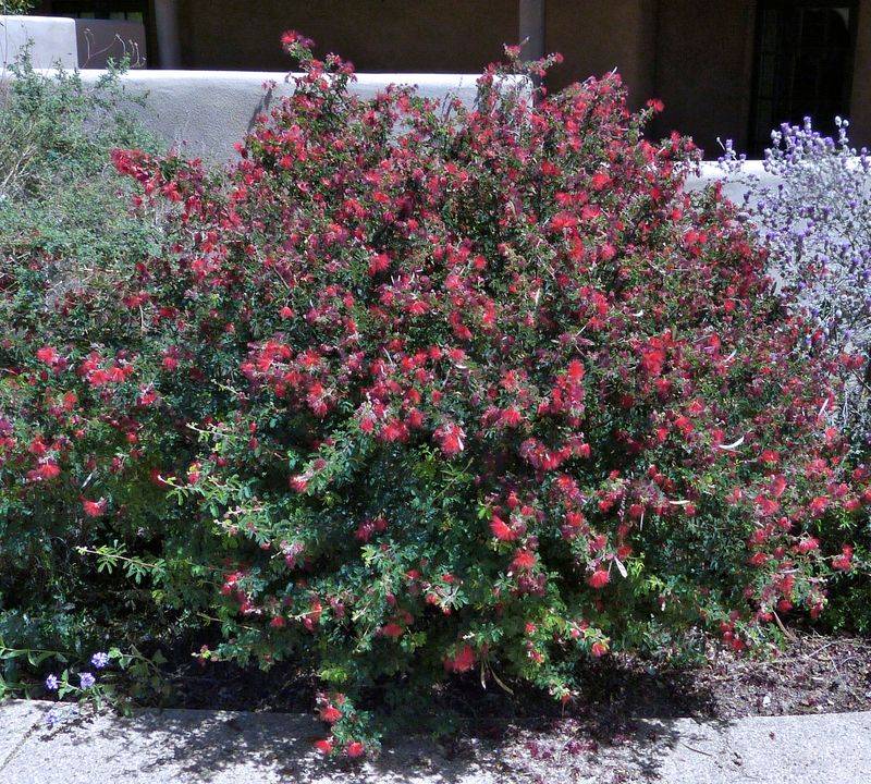 Baja Fairy Duster (Calliandra californica) Baja Fairy Duster (Calliandra californica)