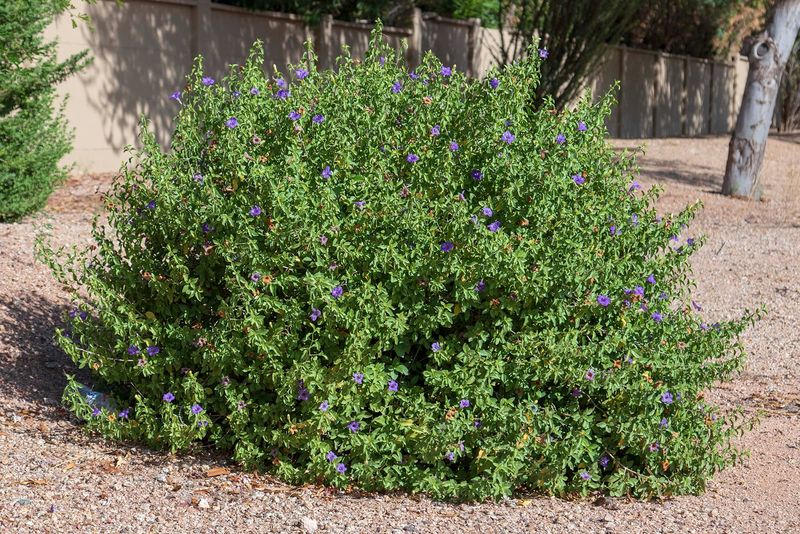 Baja ruellia brings purple flowers to a sunny bed Baja ruellia brings purple flowers to a sunny bed
