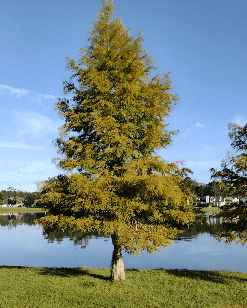 Bald Cypress Loves Wet Or Dry Spots Bald Cypress Loves Wet Or Dry Spots