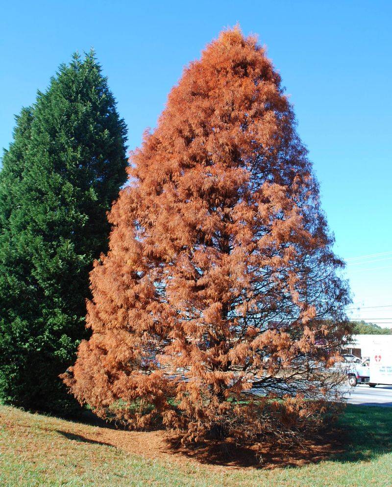 Bald Cypress Trades Summer Green For Coppery Fall Tones Bald Cypress Trades Summer Green For Coppery Fall Tones