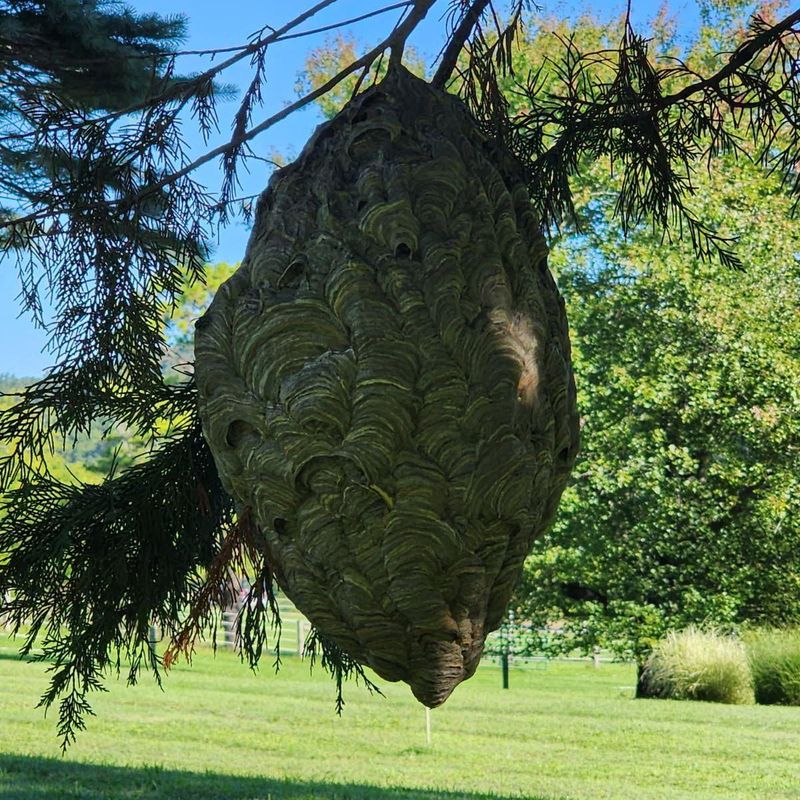 Bald-Faced Hornets Behind The Gray Globes