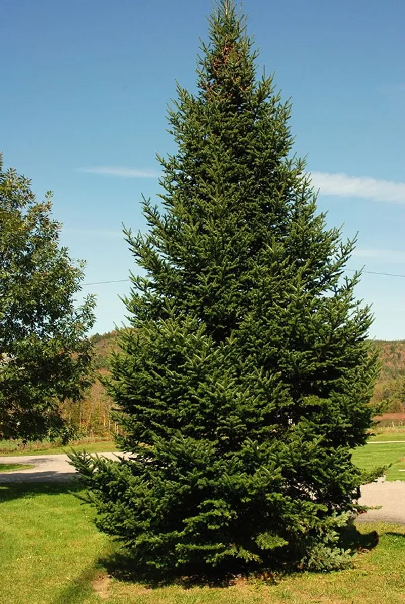 Balsam Fir in Wisconsin Balsam Fir in Wisconsin