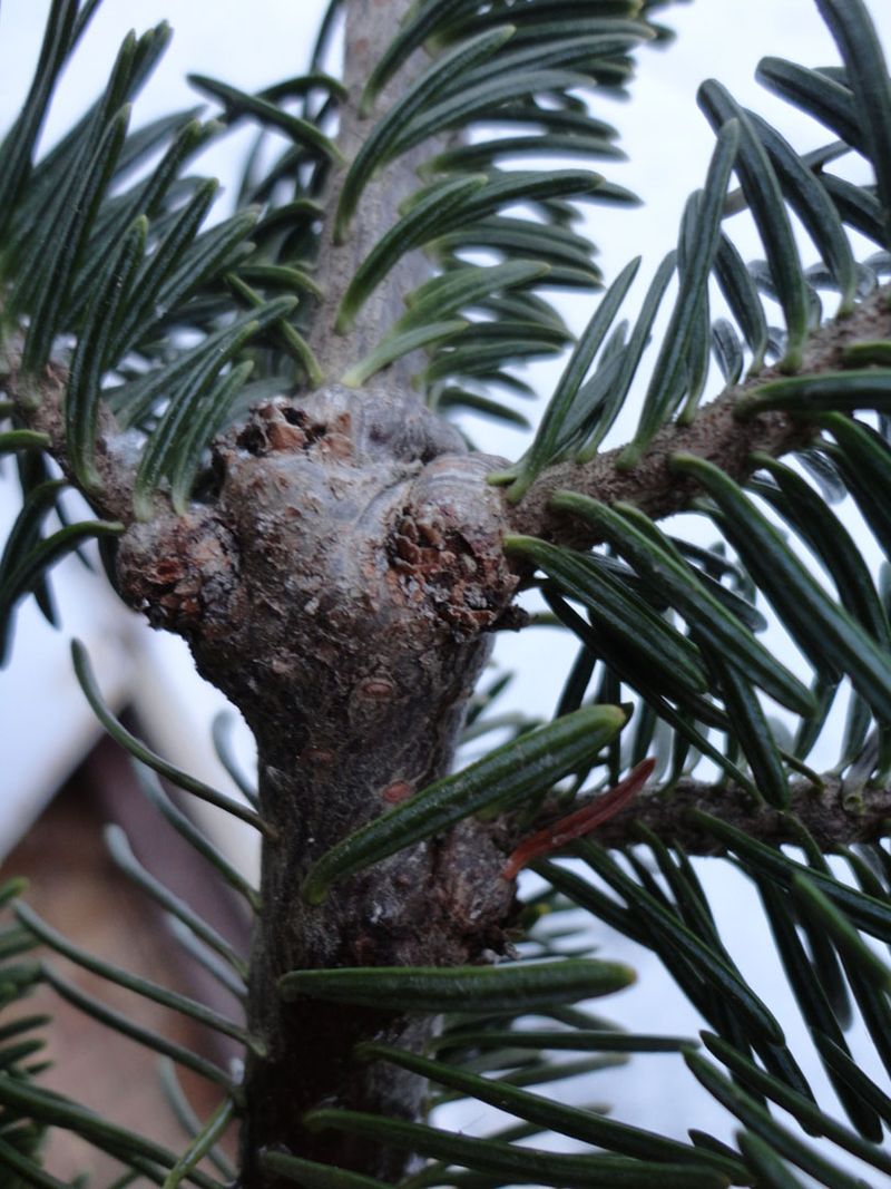Balsam Woolly Adelgid Attacks True Fir Trees
