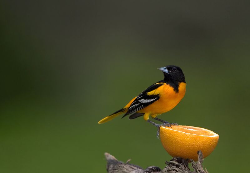 Baltimore Orioles Can Stop For A Quick Refuel