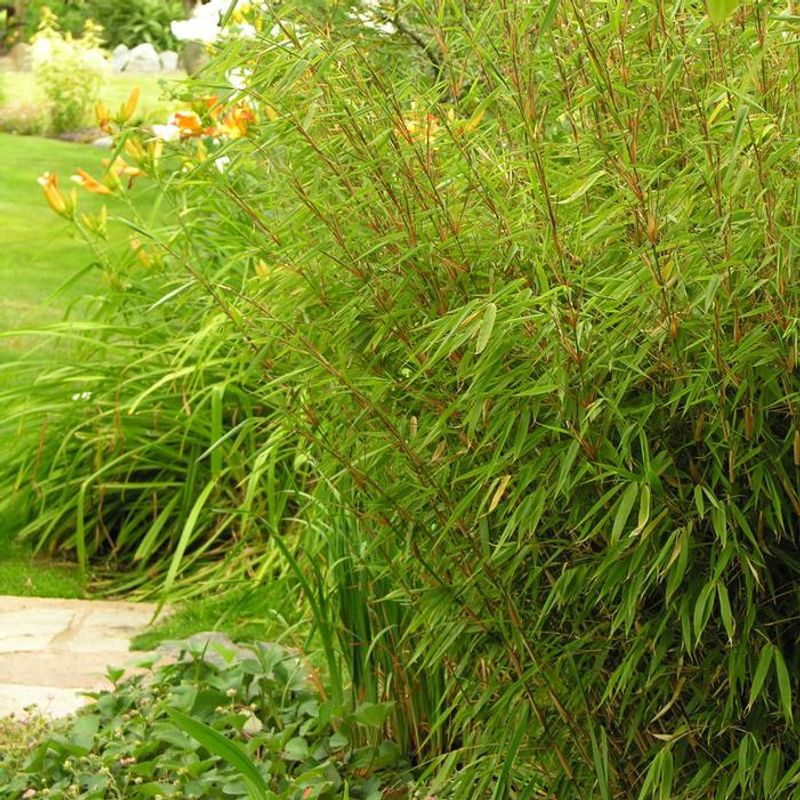 Bamboo (Clumping Variety)