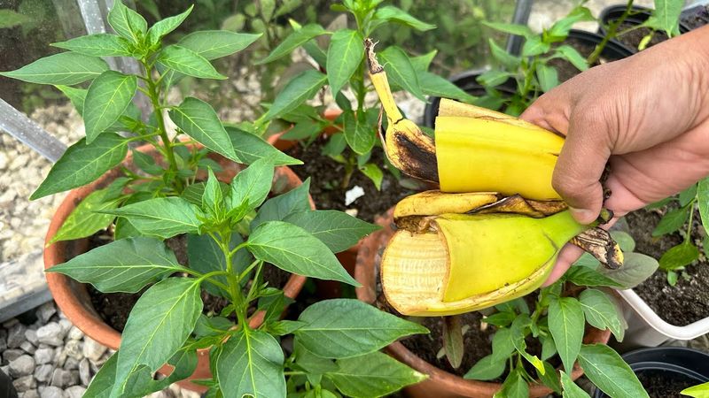 Banana Peels for Enhanced Flowering and Fruiting Banana Peels for Enhanced Flowering and Fruiting