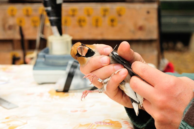 Banding Demonstrations Put Birds Within Arm's Reach Banding Demonstrations Put Birds Within Arm's Reach