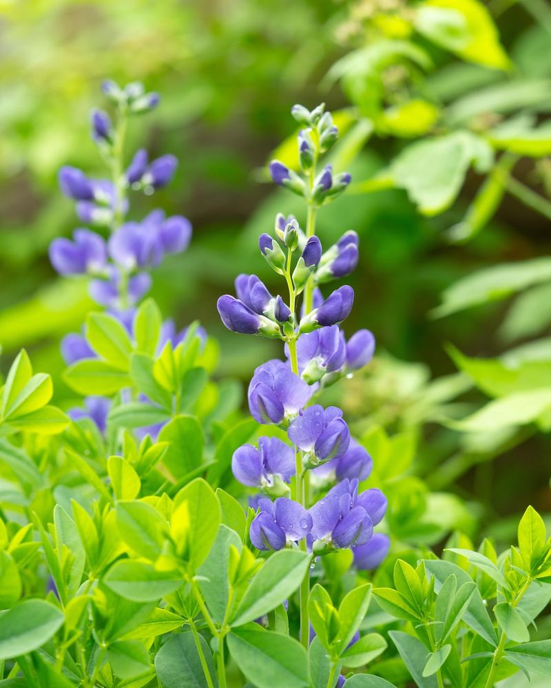 Baptisia Makes Its Own Nitrogen