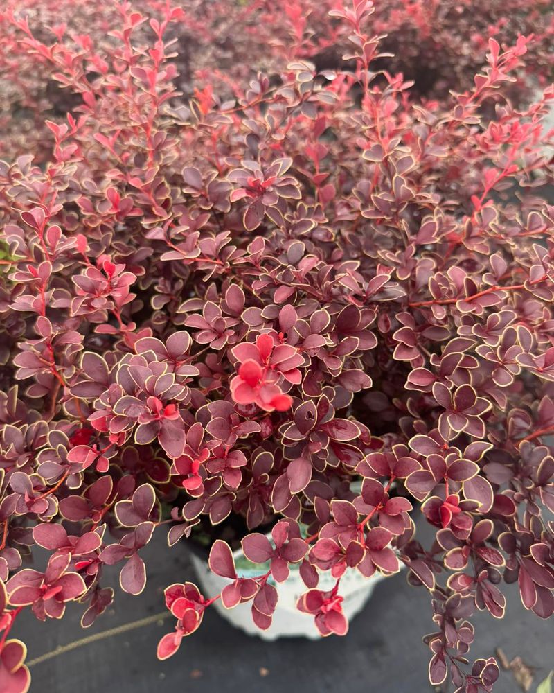 Barberry