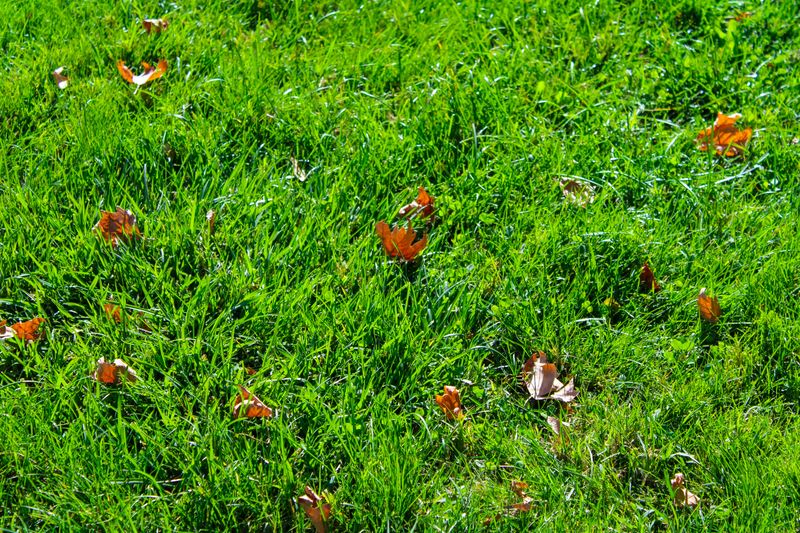 Bare And Thinning Patches In The Lawn