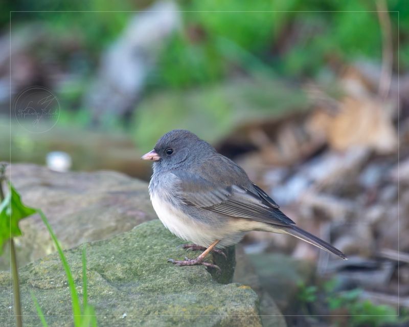 Bare Beds Leave Ohio Birds Exposed To Winter Wind