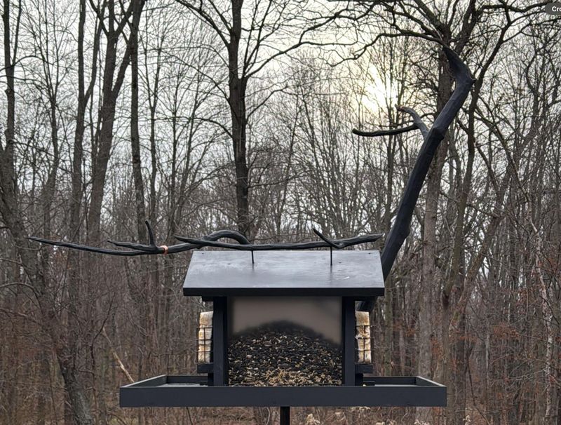 Bare Branches Make Your Feeders Easy To Spot Bare Branches Make Your Feeders Easy To Spot