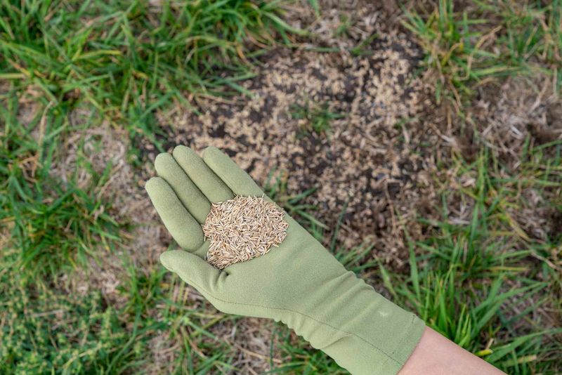 Bare Lawn Spots Give Crabgrass More Room Bare Lawn Spots Give Crabgrass More Room