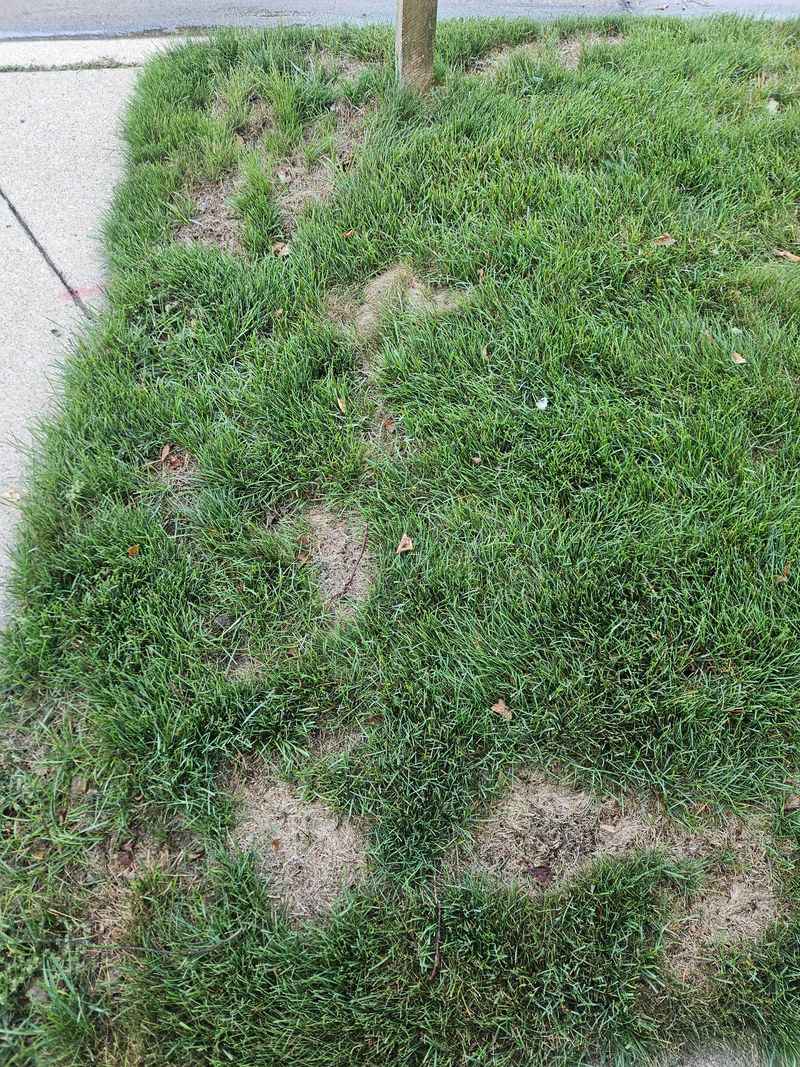 Bare Patches Left Behind In Autumn