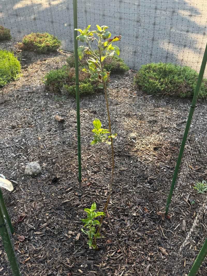 Bare Root Fruit Trees Get Reserved Early