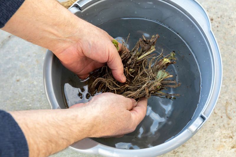 Bare Root Plants Need A Quick Soak First