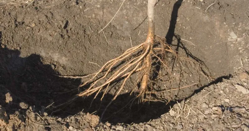 Bare Root Season Arrives This Winter Bare Root Season Arrives This Winter