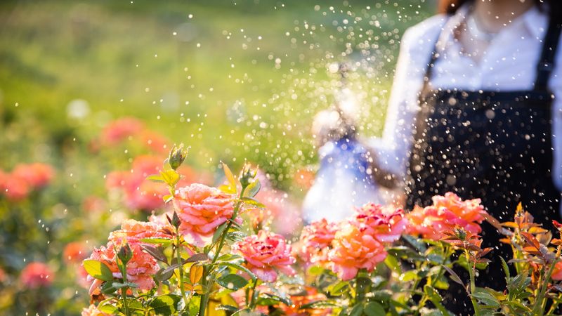 Bare Soil Increases Water Evaporation Before Roots Can Absorb It Bare Soil Increases Water Evaporation Before Roots Can Absorb It