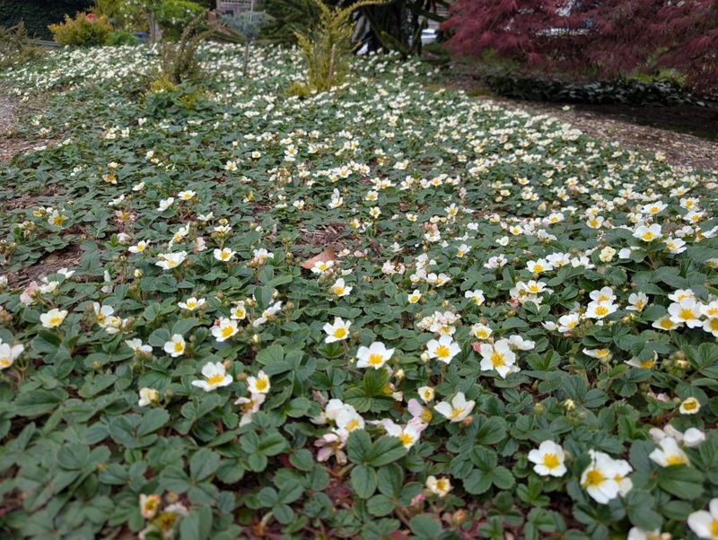 Bare Soil Invites Erosion And Weeds