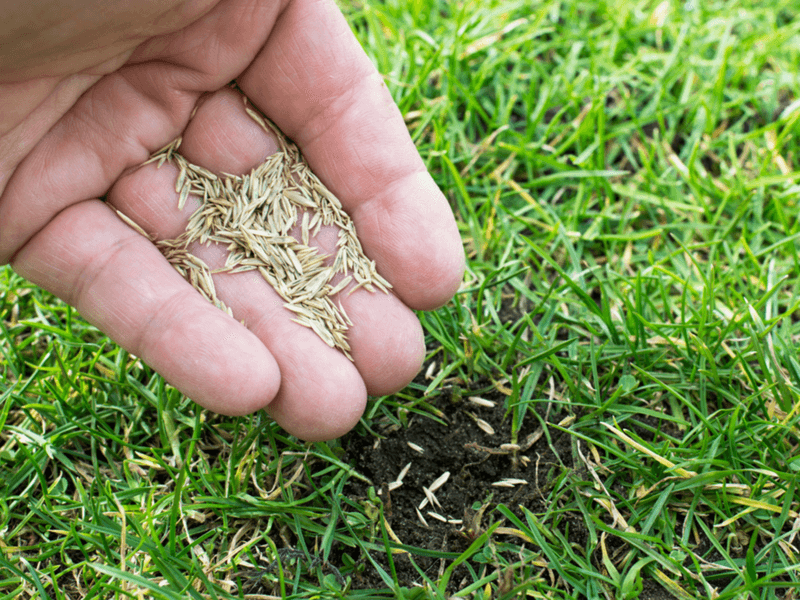Bare Soil Is A Weed Invitation
