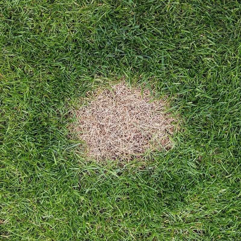 Bare Spots Often Have A Hidden Cause Bare Spots Often Have A Hidden Cause