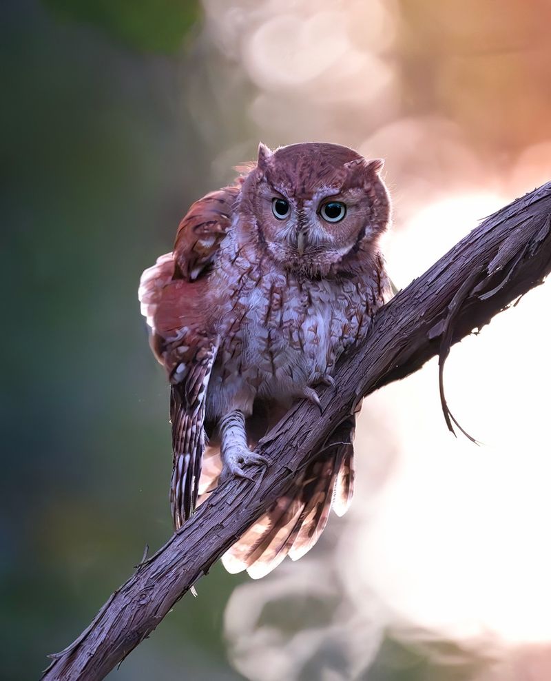 Bare Trees Let Owl Calls Travel Farther
