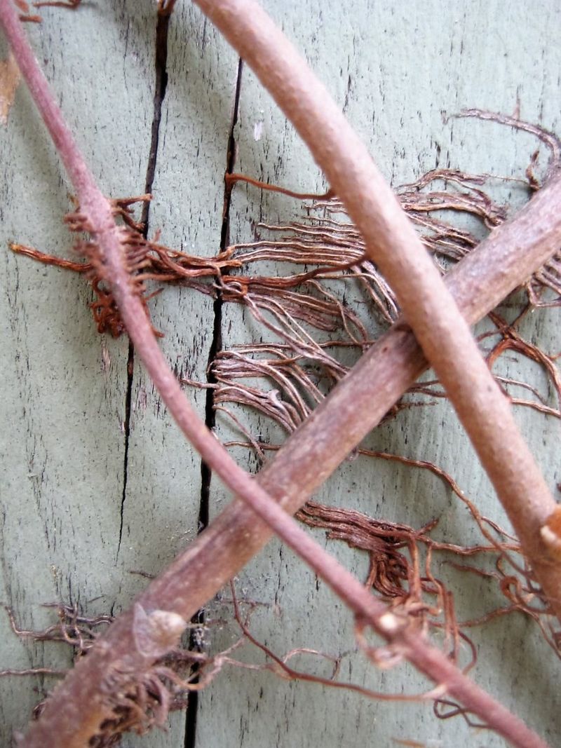 Bare Vines Make Winter Identification Easier