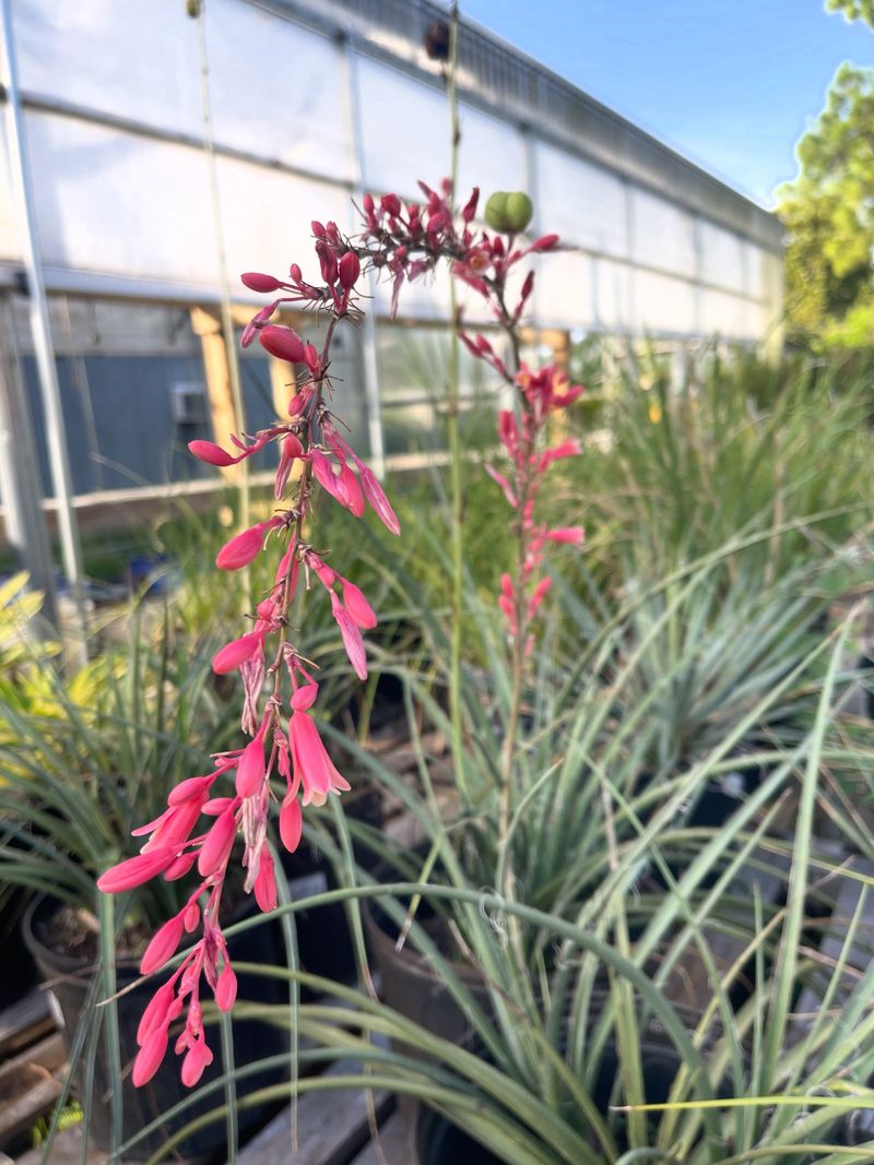 Barely Needs Watering To Stay Happy Barely Needs Watering To Stay Happy