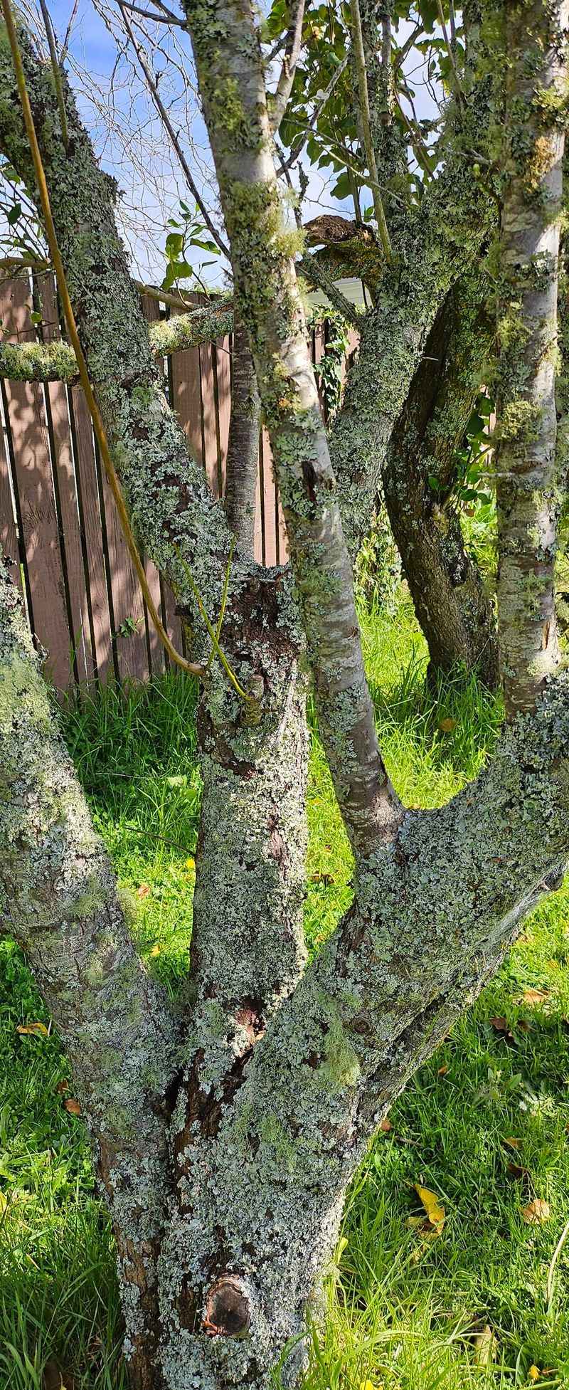 Bark Damaging Missteps Homeowners Keep Making Bark Damaging Missteps Homeowners Keep Making