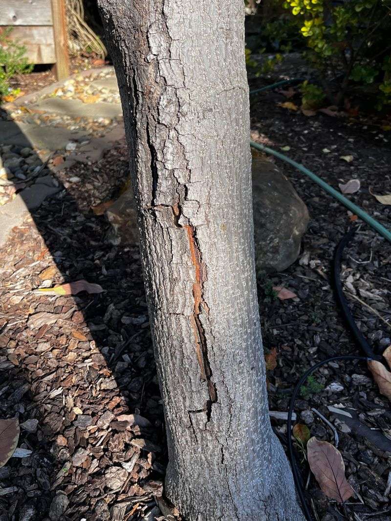 Bark That Sunburns Once The Canopy Thins Out Bark That Sunburns Once The Canopy Thins Out