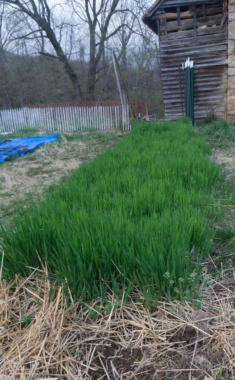 Barley Gives Bare Beds Winter Protection