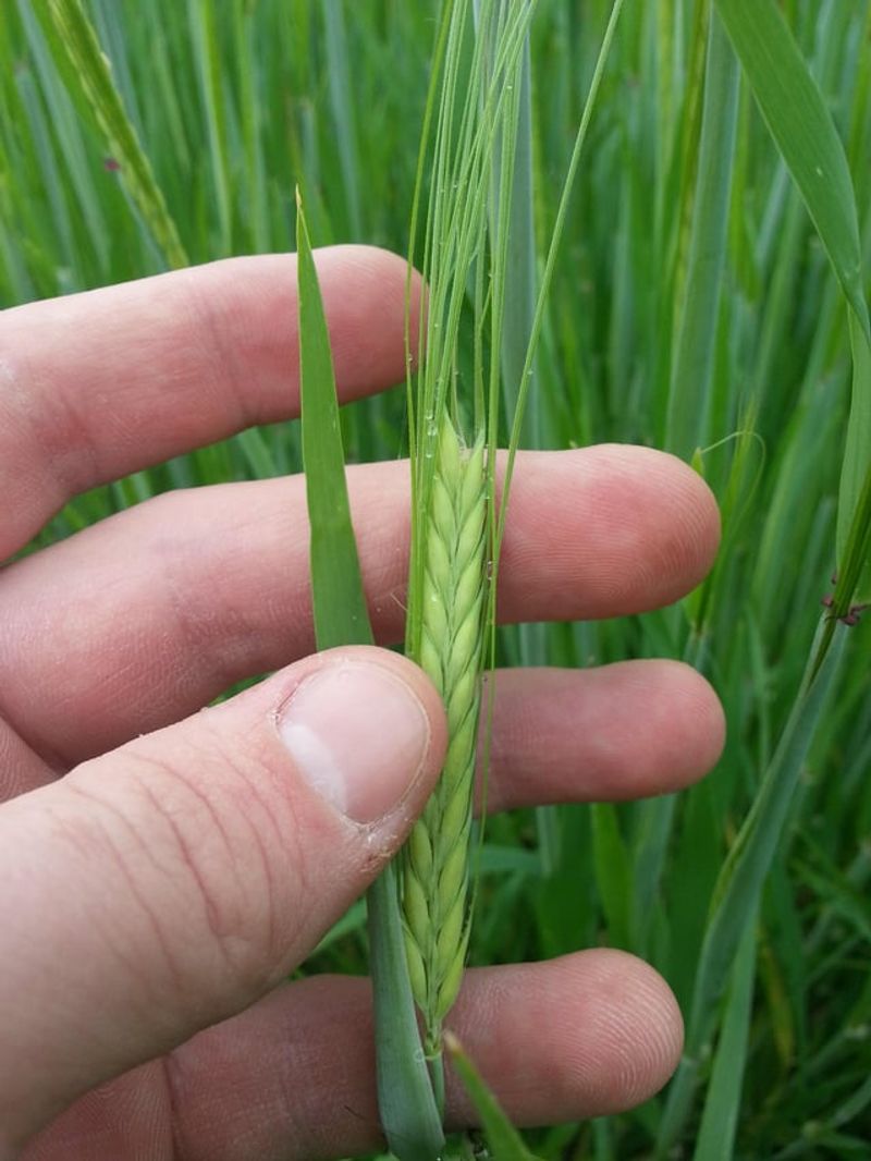 Barley Helps Build Soil Aggregation With Its Roots