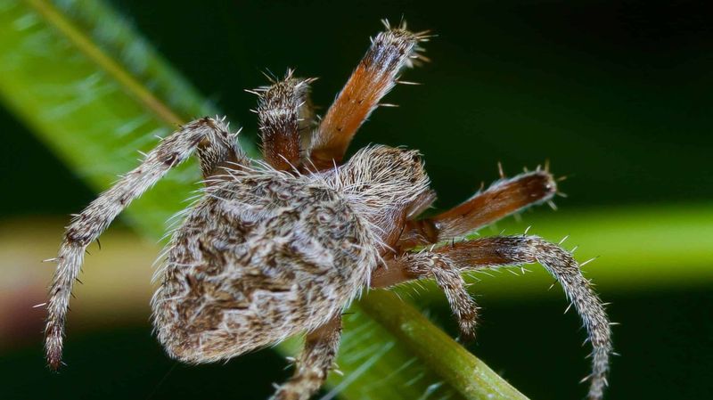 Barn Spiders Hide Away During The Day Barn Spiders Hide Away During The Day