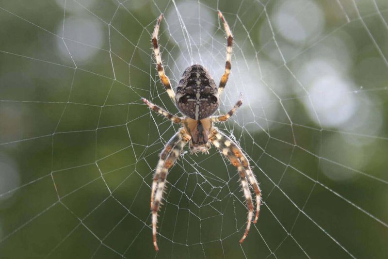 Barn Spiders Often Build Webs Around Porches Barn Spiders Often Build Webs Around Porches